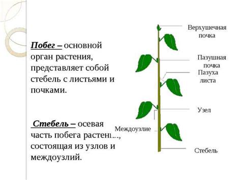 Стебель растения: рост и разветвление