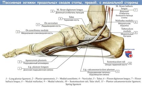 Стопа