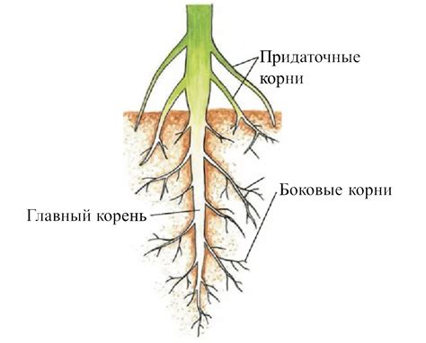 Строение главного корня