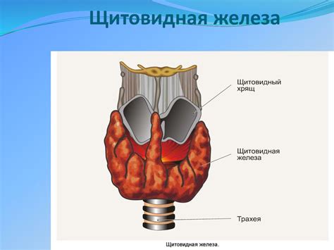 Строение и работа щитовидной железы