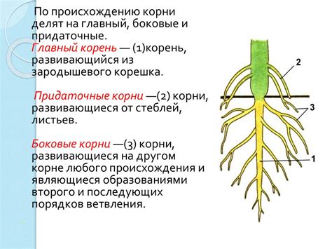 Строение и функции корней