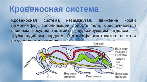 Строение и функции кровеносной системы у насекомых