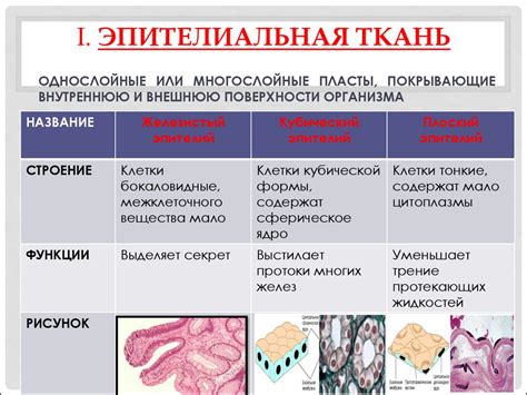 Строение и функции ризоидов