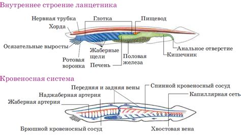 Строение и функции хорды