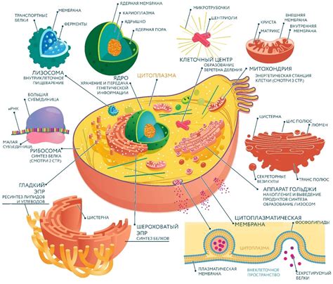 Строение клетки: ключевые аспекты