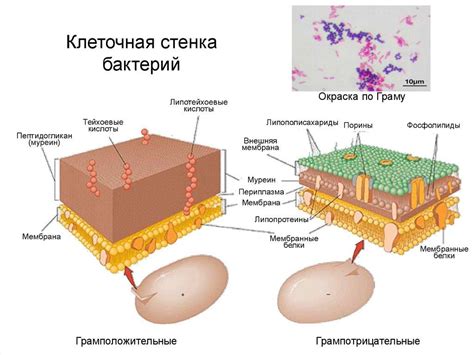 Строение клеточной стенки