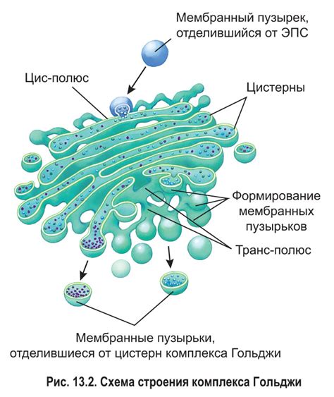 Строение комплекса Гольджи