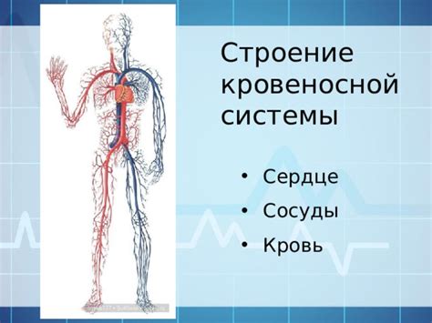 Строение кровеносной системы: сердце, сосуды, кровь