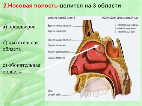 Строение околоносовых пазух носа