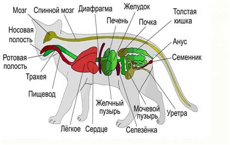 Строение организма у человека и млекопитающих: анатомические особенности