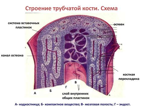 Строение остеона: компоненты и их функции