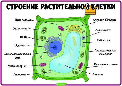 Строение растительной клетки