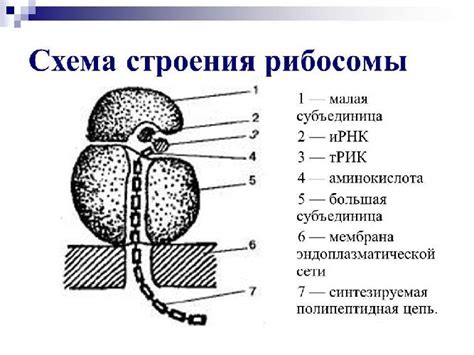 Строение рибосом