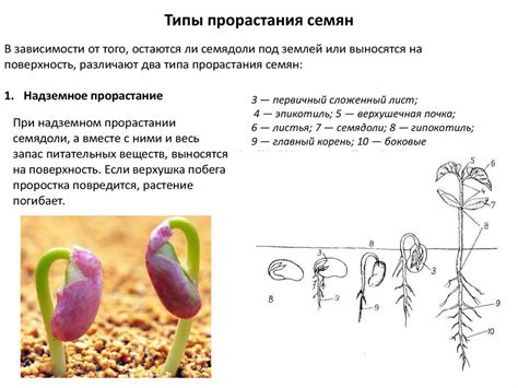 Строение семян у растений