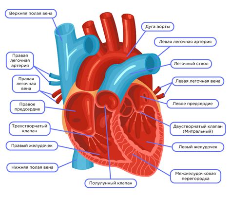 Строение сердца и его основные компоненты