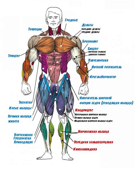 Строение тела и размеры: