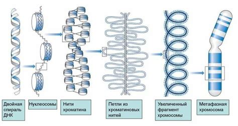 Строение хроматина