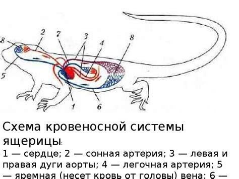 Строение яиц рептилий