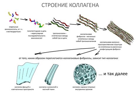 Строма: что это и какова его роль в организме?