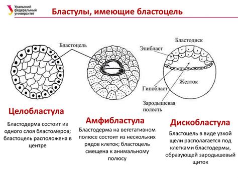 Структура бластулы