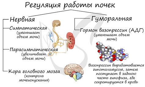 Структура внутри почечной капсулы