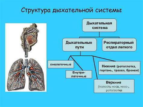 Структура дыхательной системы