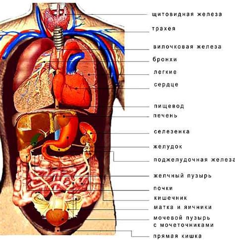 Структура живота человека: основные органы