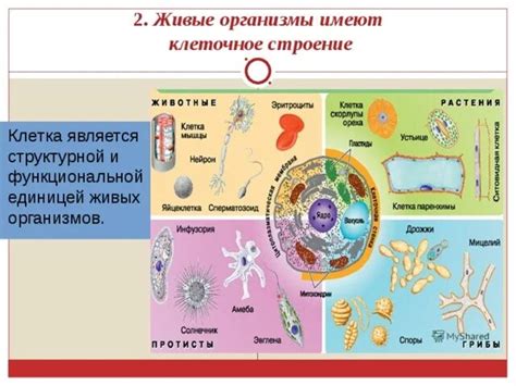 Структура живых организмов