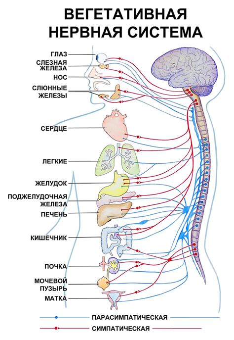 Структура и компоненты вегетативной нервной системы