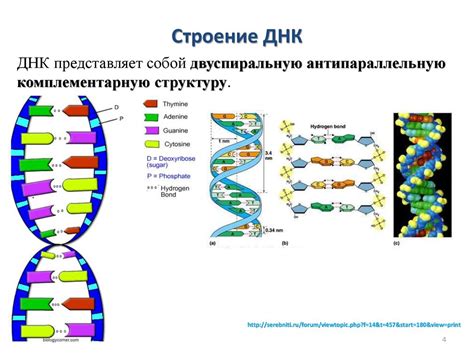 Структура и свойства АТ К 2 спиральной ДНК