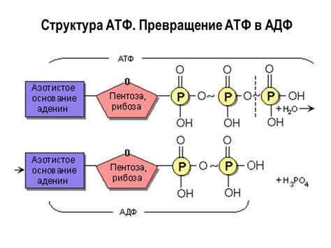 Структура и состав АТФ