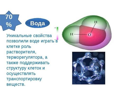 Структура и состав белого вещества