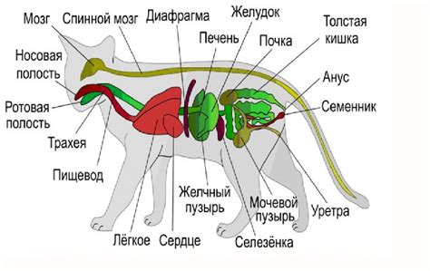 Структура и состав меха у животных