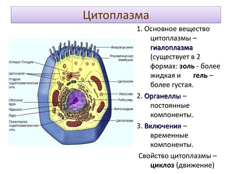 Структура и состав цитоплазмы