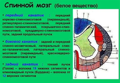 Структура и функции белого вещества мозга