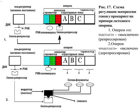 Структура и функции гена