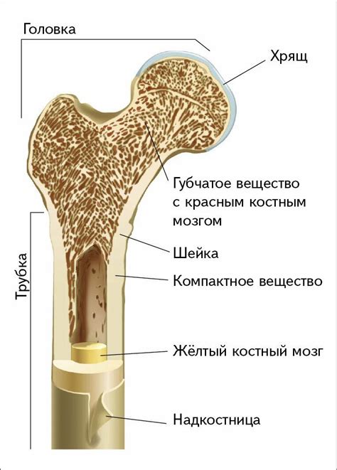 Структура и функции компактного вещества костей