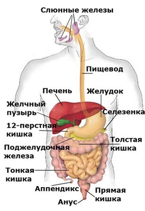 Структура и функции органов брюшной полости