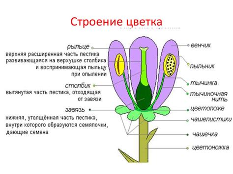 Структура и функции пестика