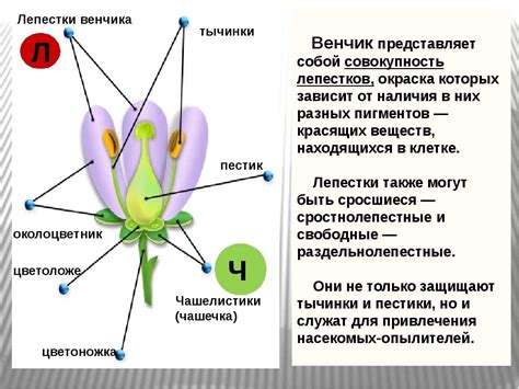 Структура и функции тычинки