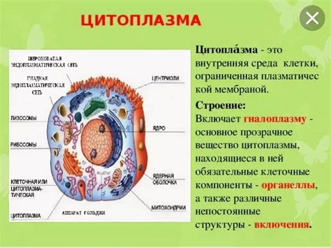 Структура и функции цитоплазмы в бактериальной клетке