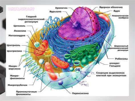 Структура клетки: открытие и основные компоненты