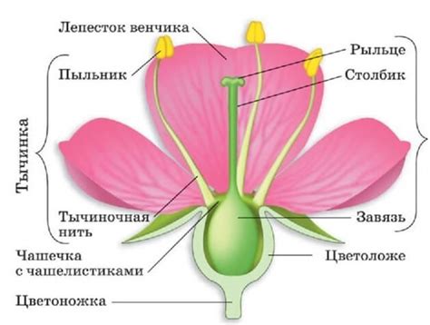 Структура клеток тюльпана