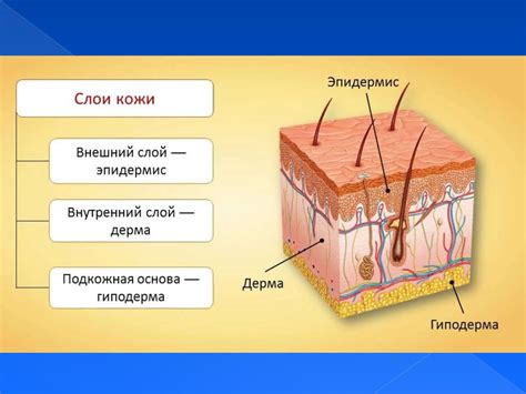 Структура кожи человека