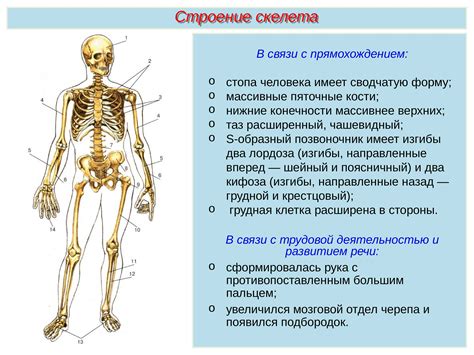 Структура костей и суставов