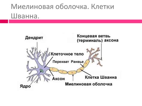 Структура миелиновой оболочки