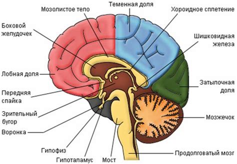 Структура мозжечка человека