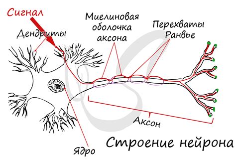 Структура нервного окончания: основные элементы