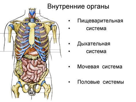 Структура поверхностных слоев тела человека