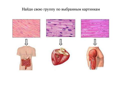 Структура поперечно полосатой сердечной ткани